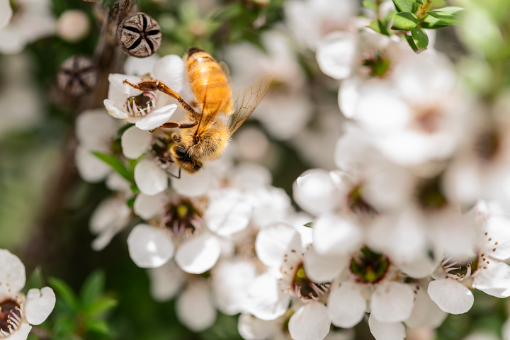 Why is Manuka Honey so good for you?